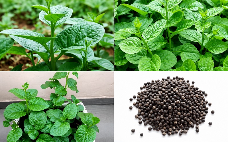 Đặc điểm hạt giống rau mồng tơi