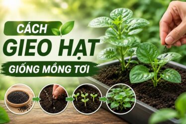 gieo hạt giống mồng tơi