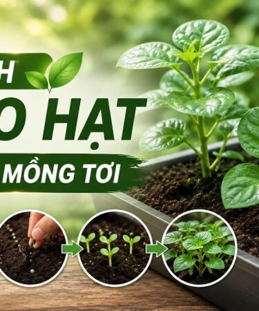 gieo hạt giống mồng tơi