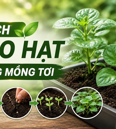 gieo hạt giống mồng tơi