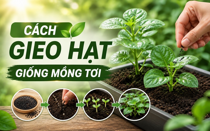 gieo hạt giống mồng tơi
