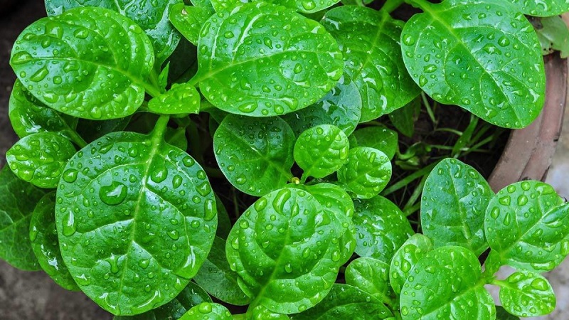 Lưu ý khi trồng mồng tơi bằng hạt